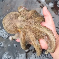 [산지직송] 싱싱함 그대로! 국내산 활 돌문어 1kg (1~4미)